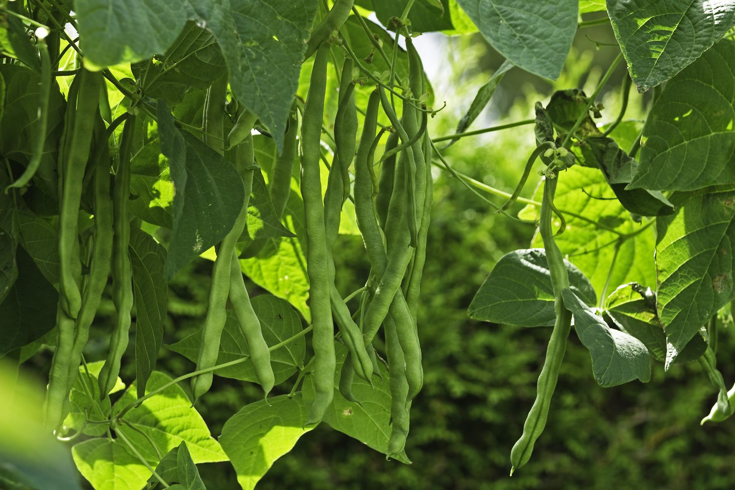 Planting beans: how & when to plant them - Plantura