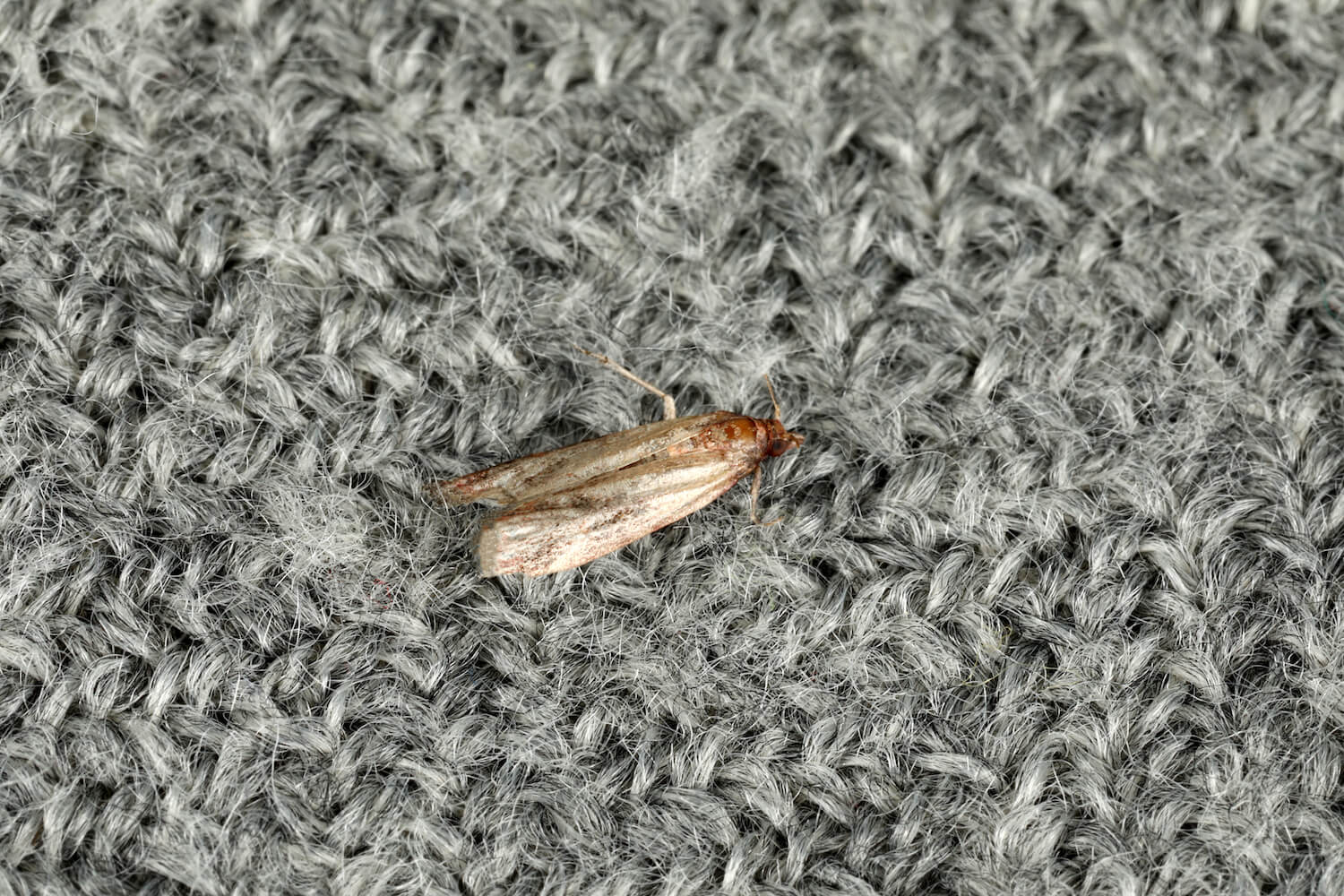small clothes moth on a grey carpet