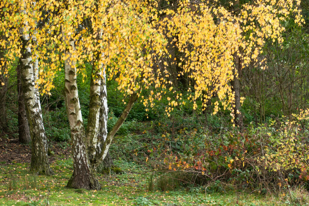 Birch with yellow leaves