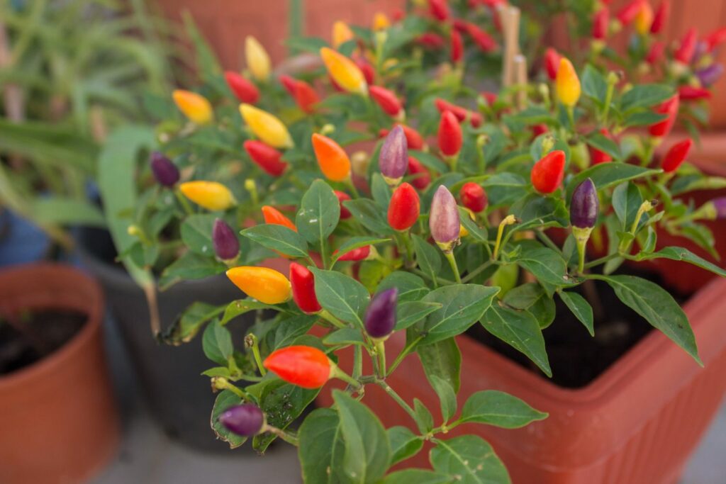 A chilli plant with colourful chillies
