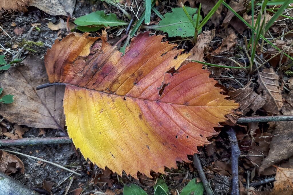 Close-up of a red and yellow leaf