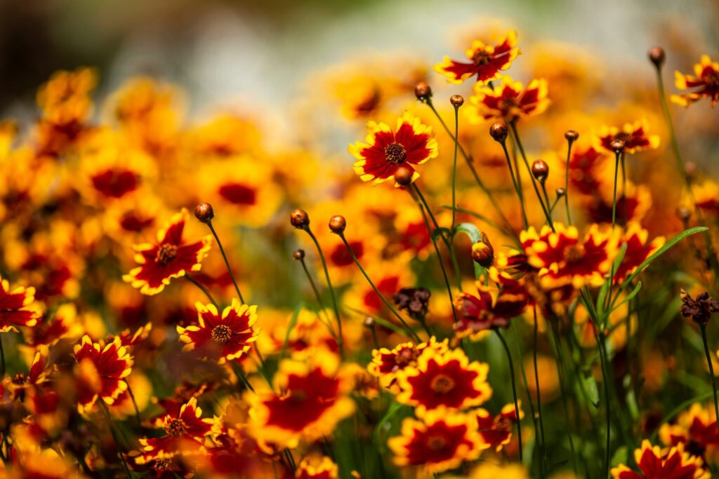 Orange red blossoms of the coreopsis