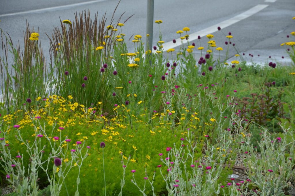 Coreopsis planted with wildflowers