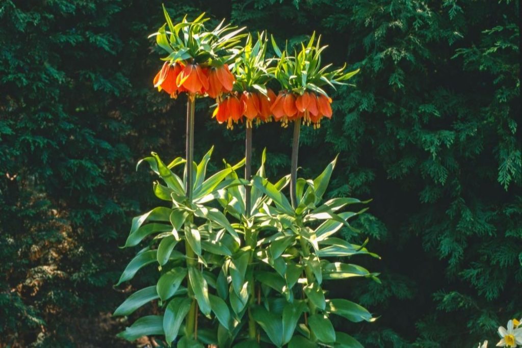 Crown imperial in a pot