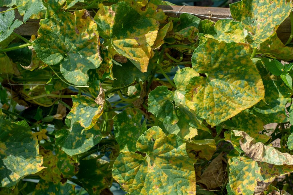 Downy mildew on cucumber foliage