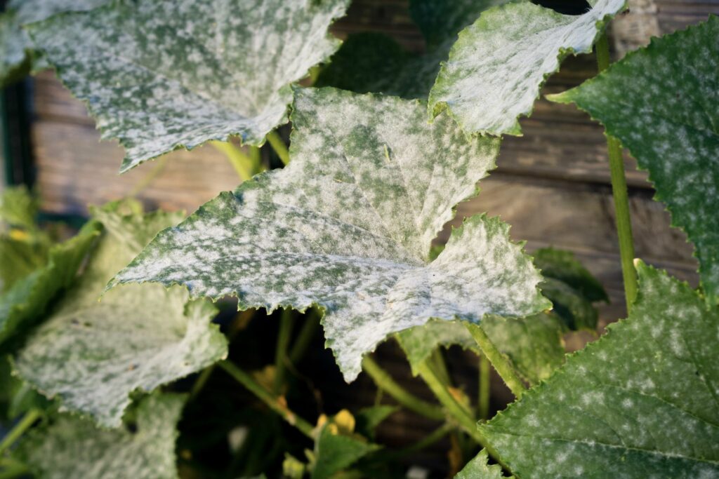 Powdery mildew on cucumber foliage