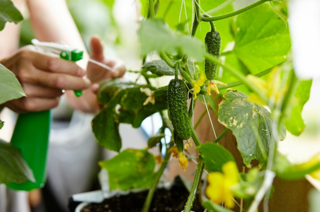 Cucumber plants being sprayed