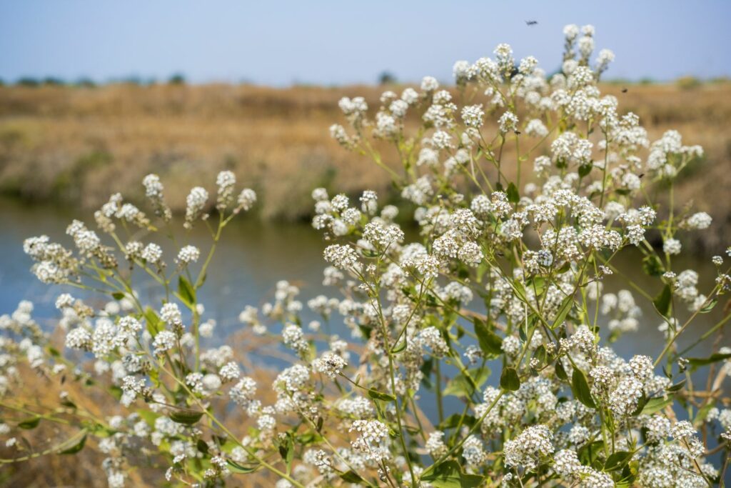 Pepperweed plant