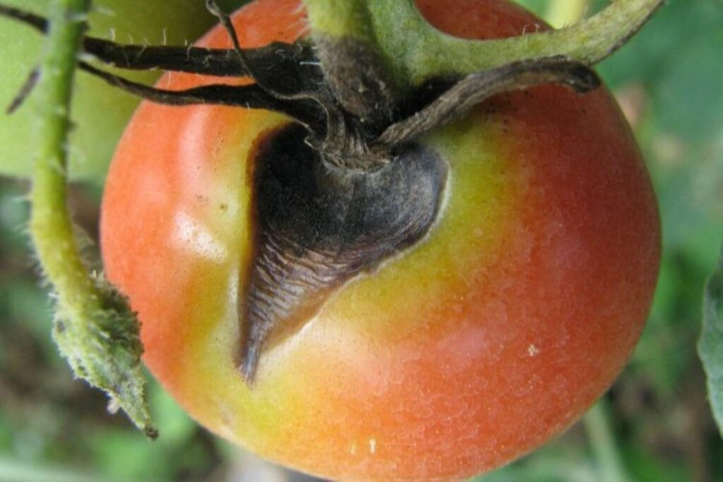 Early tomato blight on fruit