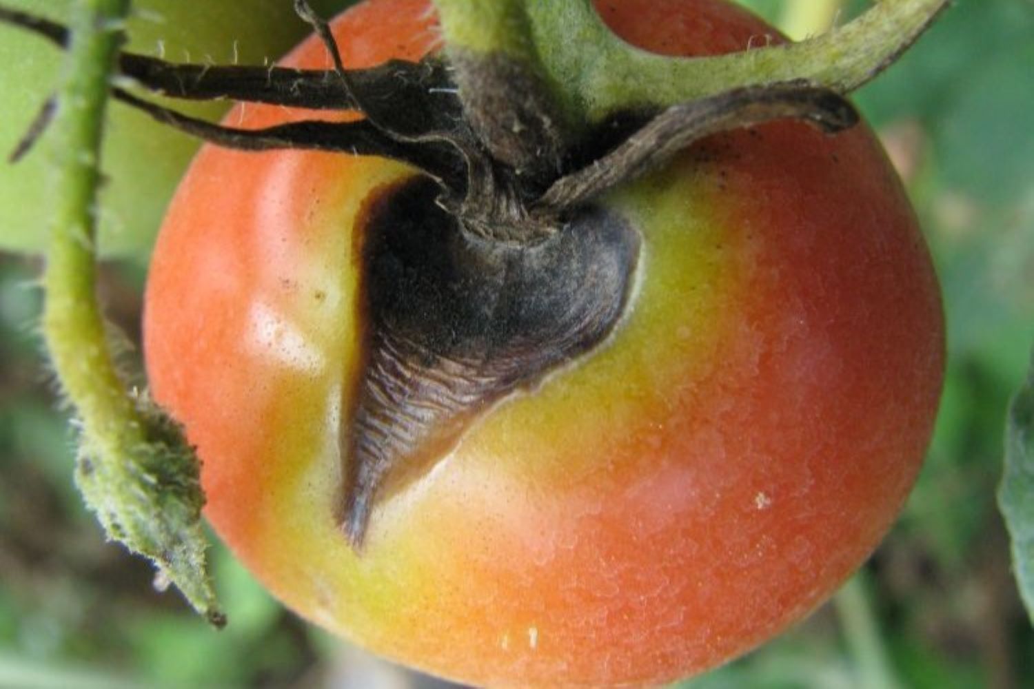 Identifying, preventing & treating tomato blight Plantura