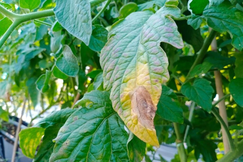 Early tomato blight on leaf