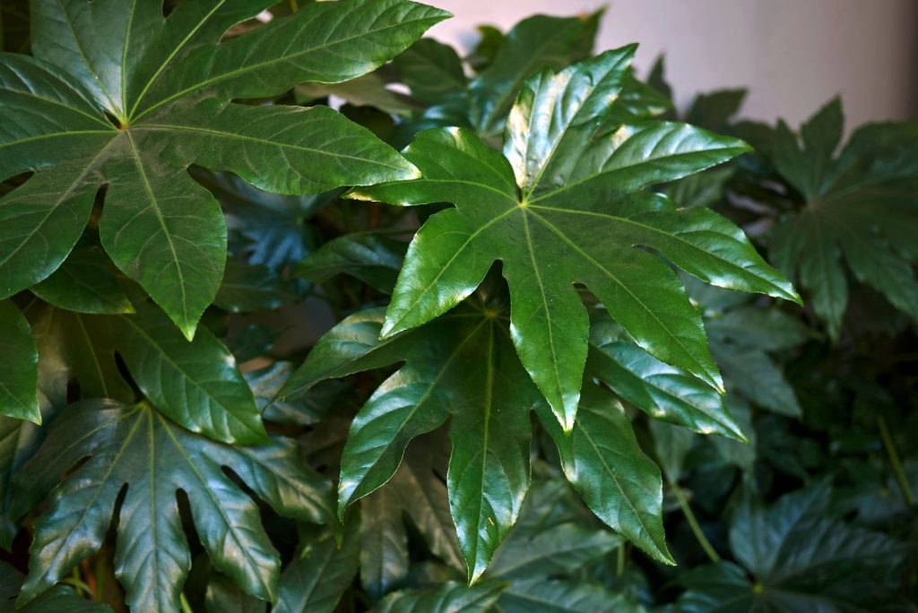 Close up of aralia leaves