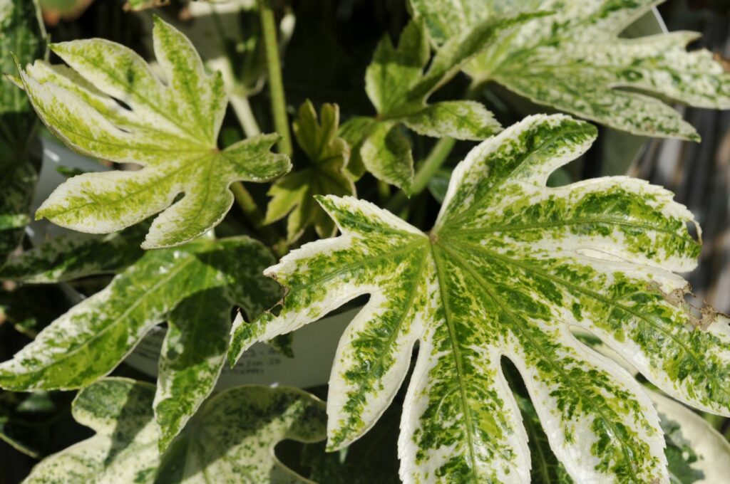 Aralia leaves with white patterns
