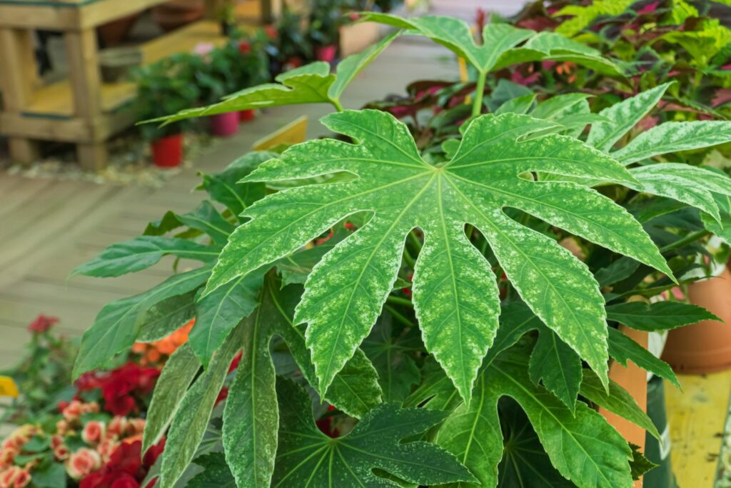 Japanese aralia leaves with white edges