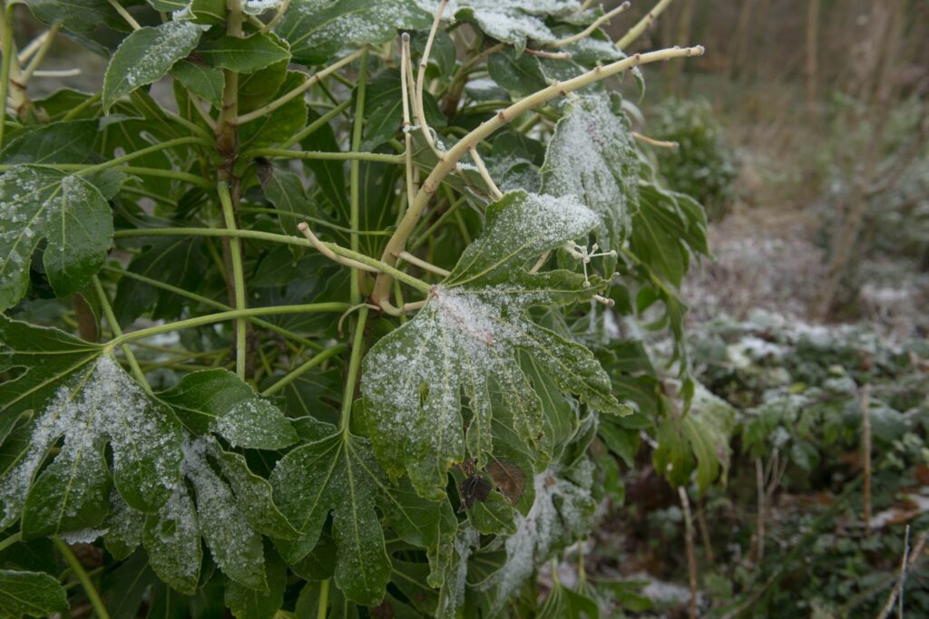 Fatsia japonica in winter with frost