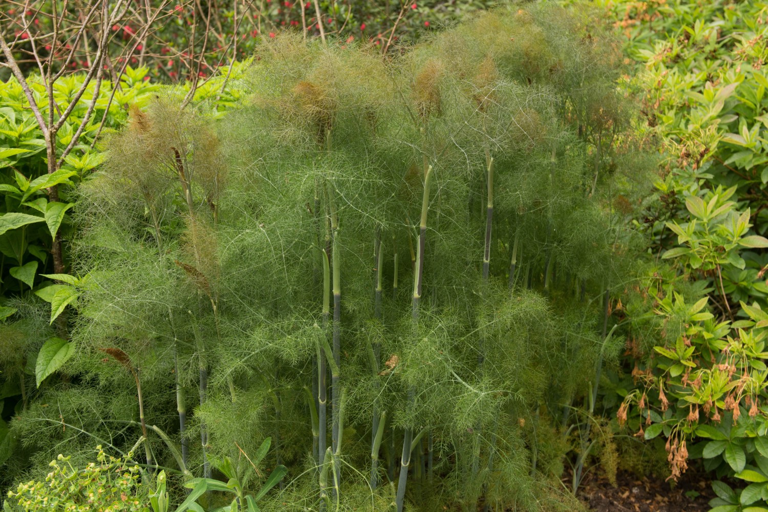Pretty leaves of bronze fennel