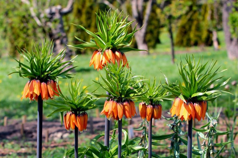 Fritillaria imperialis: a guide to crown imperial - Plantura