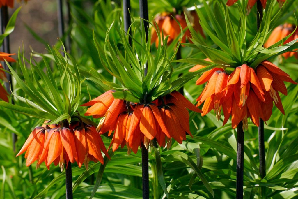 Fritillaria Imperialis A Guide To Crown Imperial Plantura