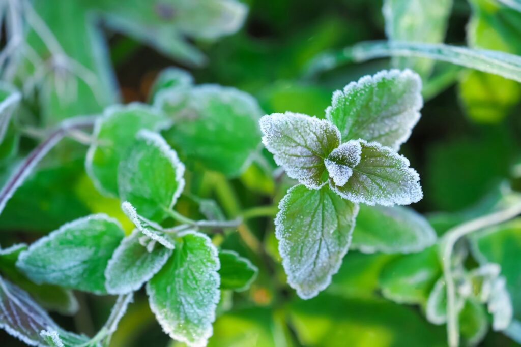 Green mint covered in frost