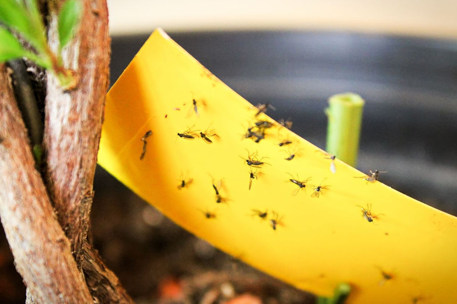 Preventing and controlling fungus gnats Plantura