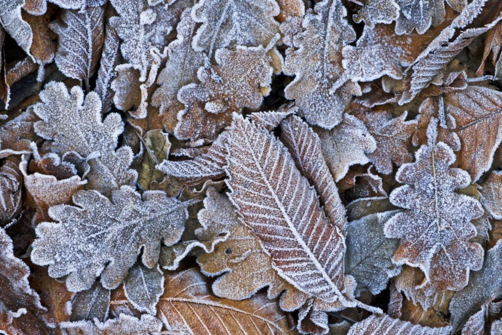 Frost-covered brown leaves