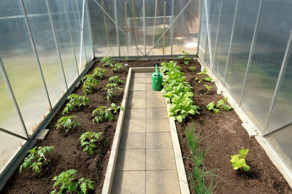 greenhouse with tomatoes and cucumbers