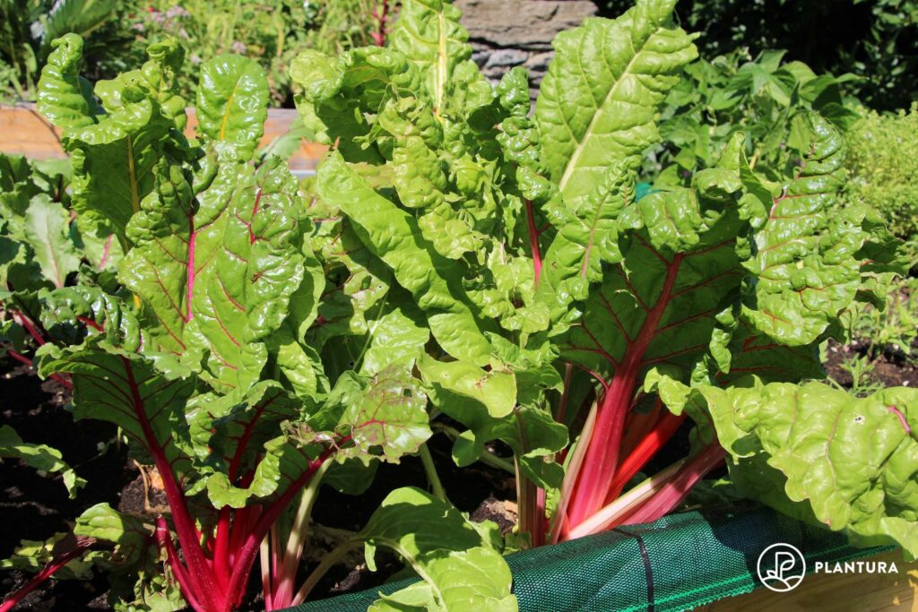 Chard growing in garden