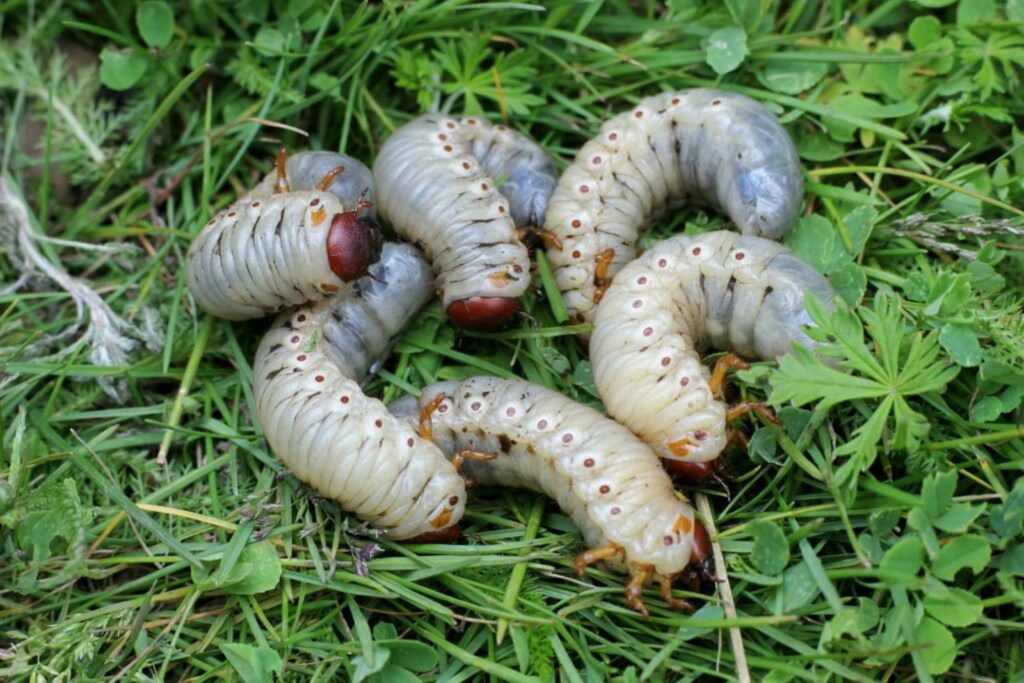 A group of grubs on the grass