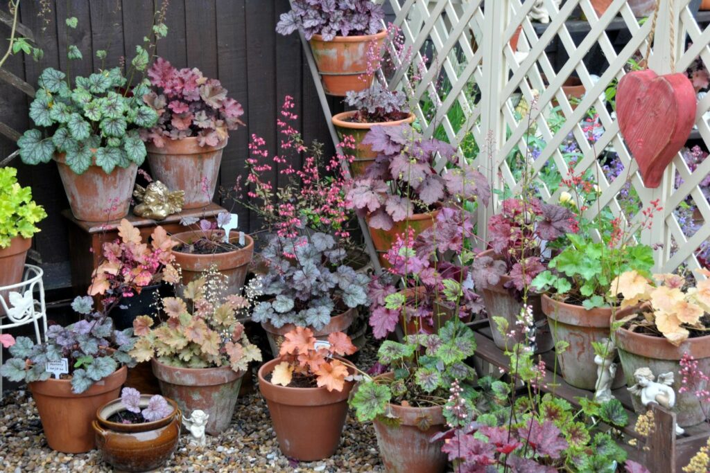 A variety of Heuchera plants in pots