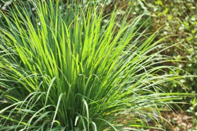 Planting lemongrass: location, sowing and more