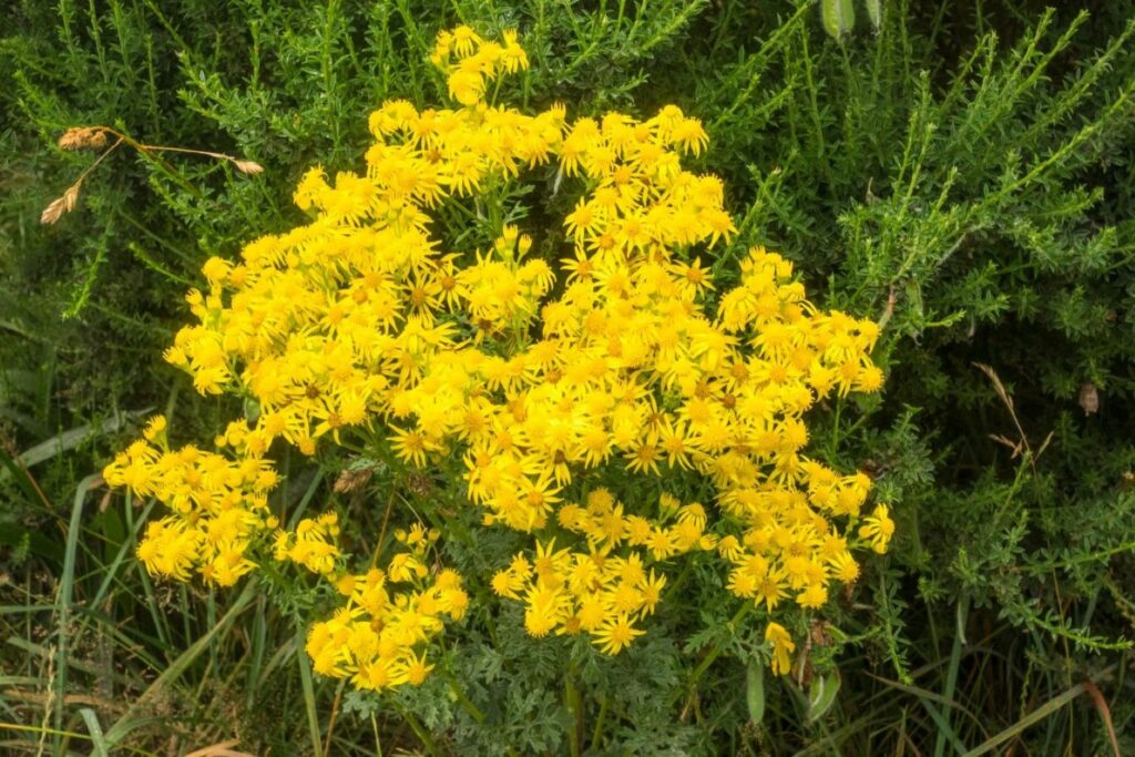 Ragwort plant with yellow flowers