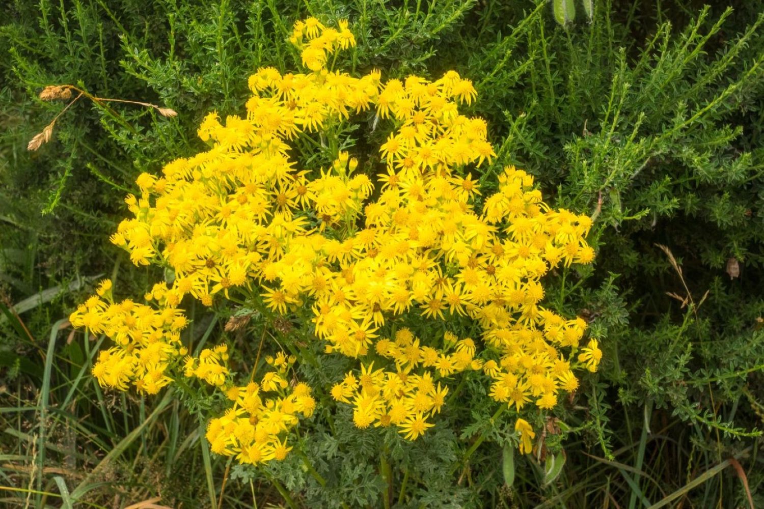 St. John's wort planting, care & uses Plantura