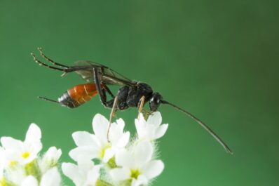 Ichneumon wasps for moth control