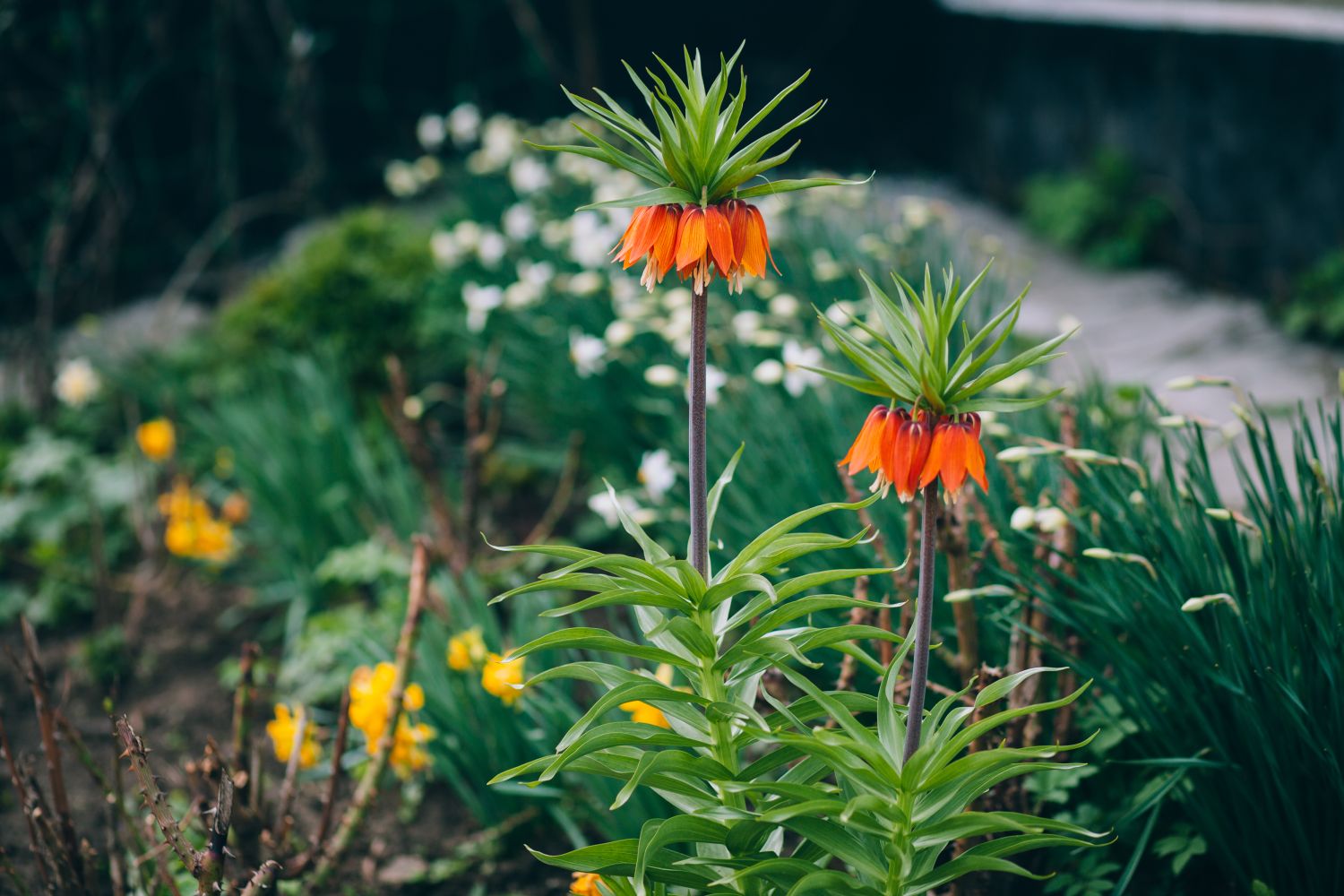 Crown Imperial