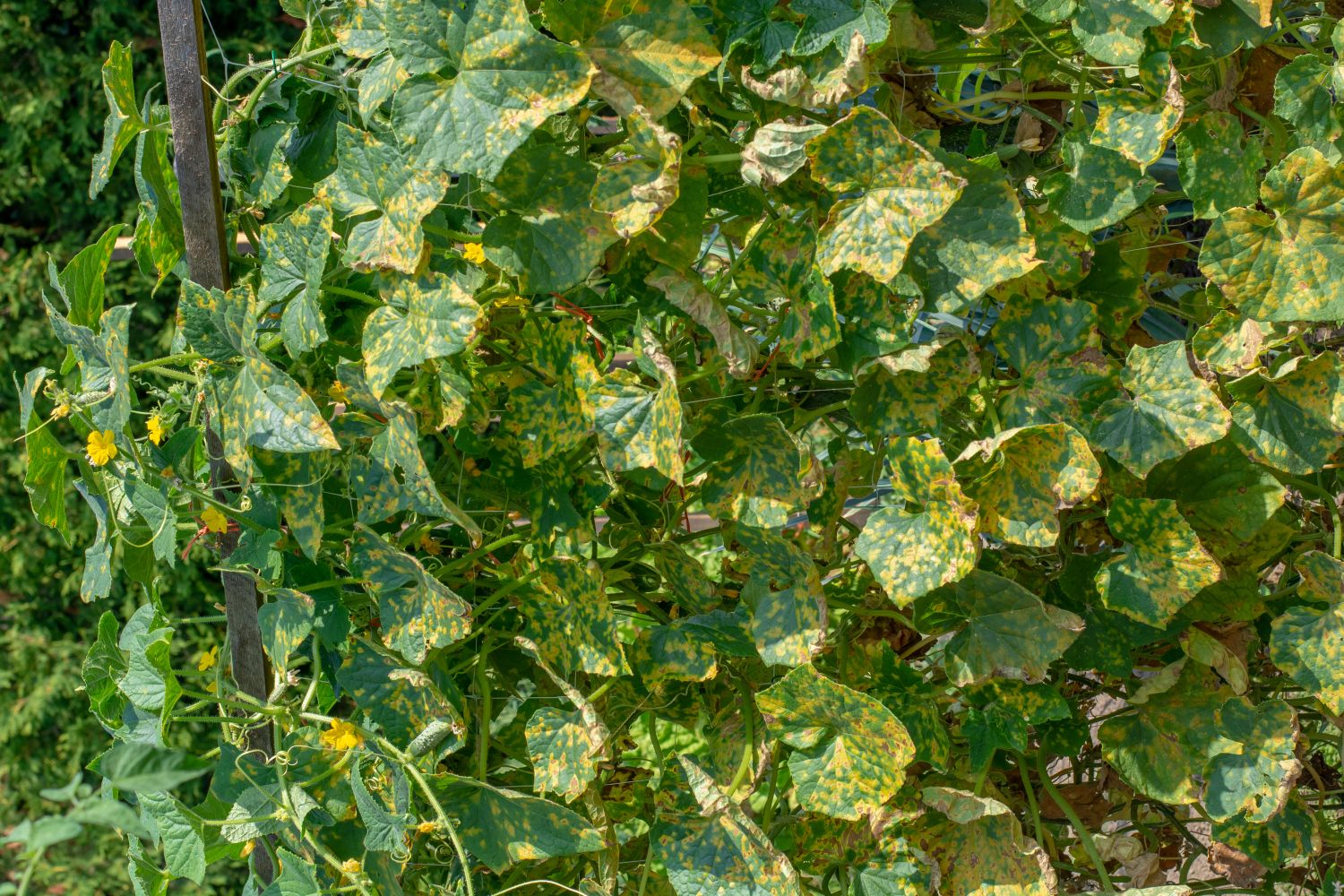Mildew on cucumber leaves what to do Plantura