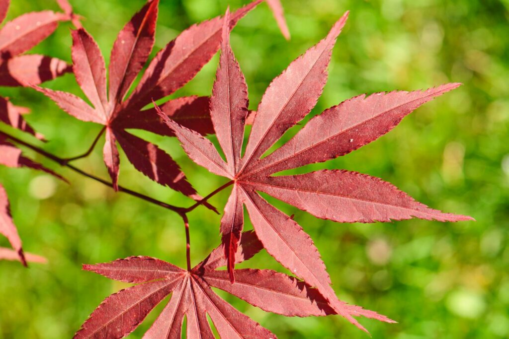 Japanese maple atropurpureum leaf