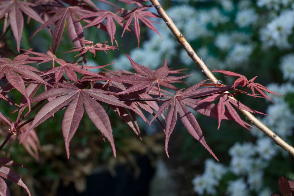 Japanese maple bloodgood leaf