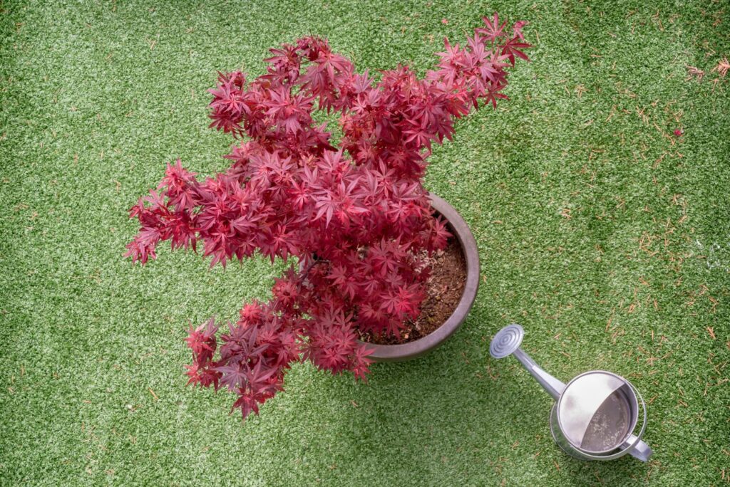 Japanese maple in a pot with watering can
