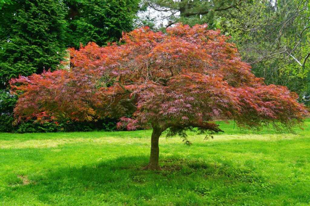 Solitary Japanese maple