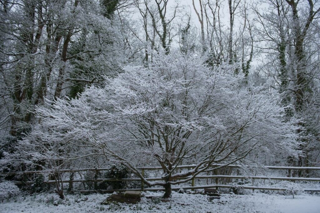 Japanese maple tree in winter