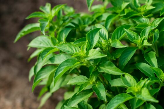 Lime basil: sowing, care & uses