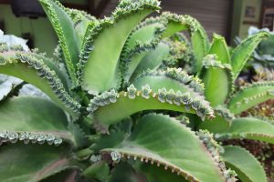 Mother of thousands