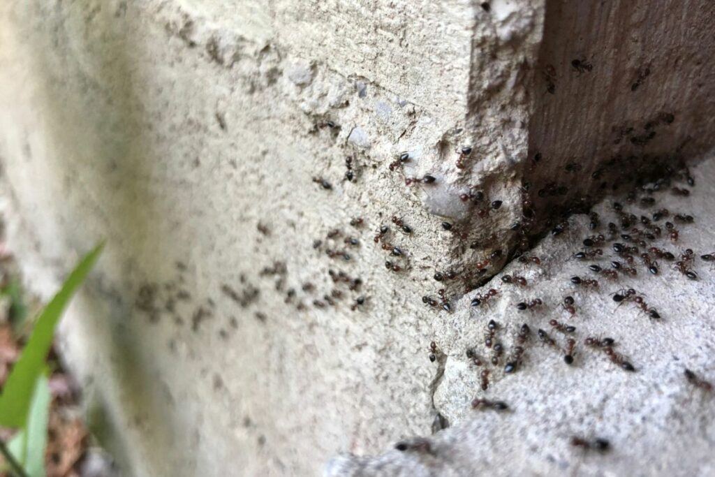 Ants on a terrace.