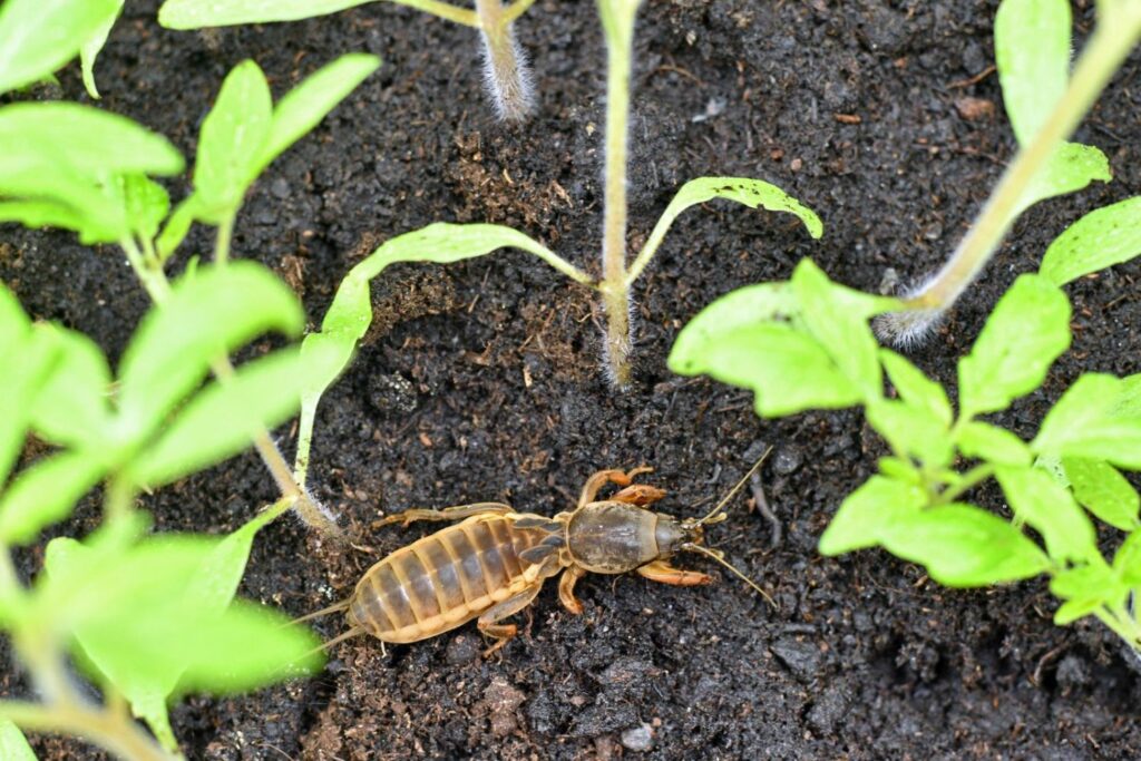 Mole cricket in garden soil