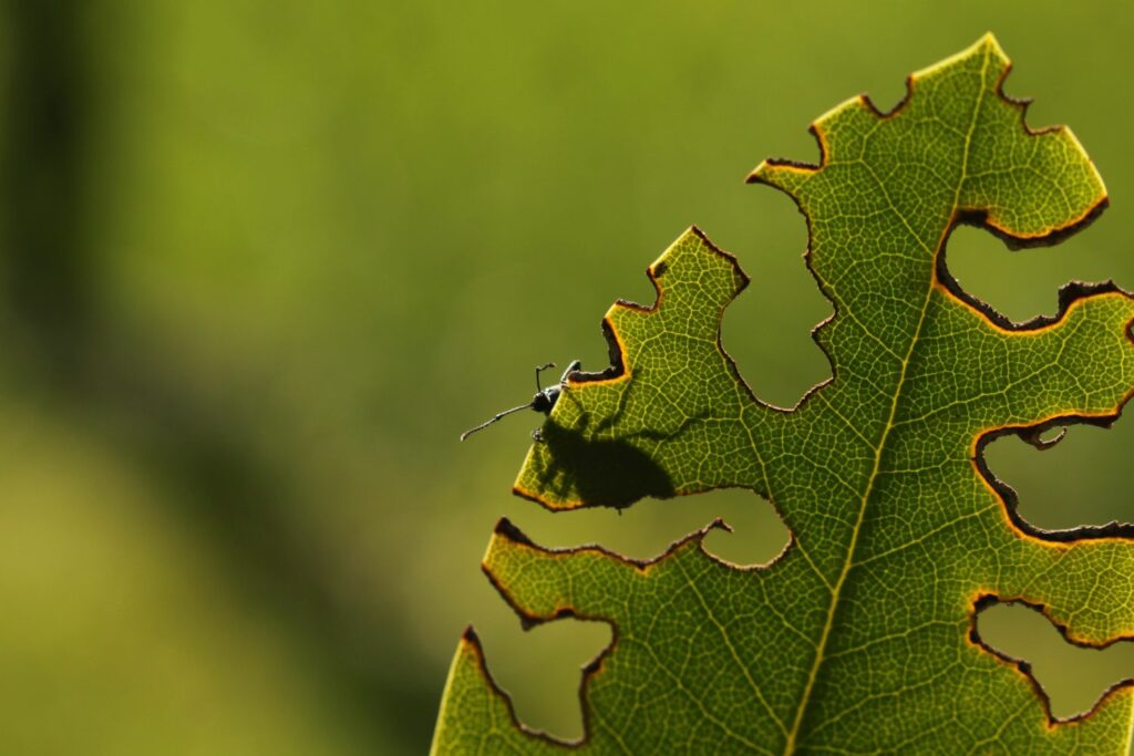Vine weevil on a leaf