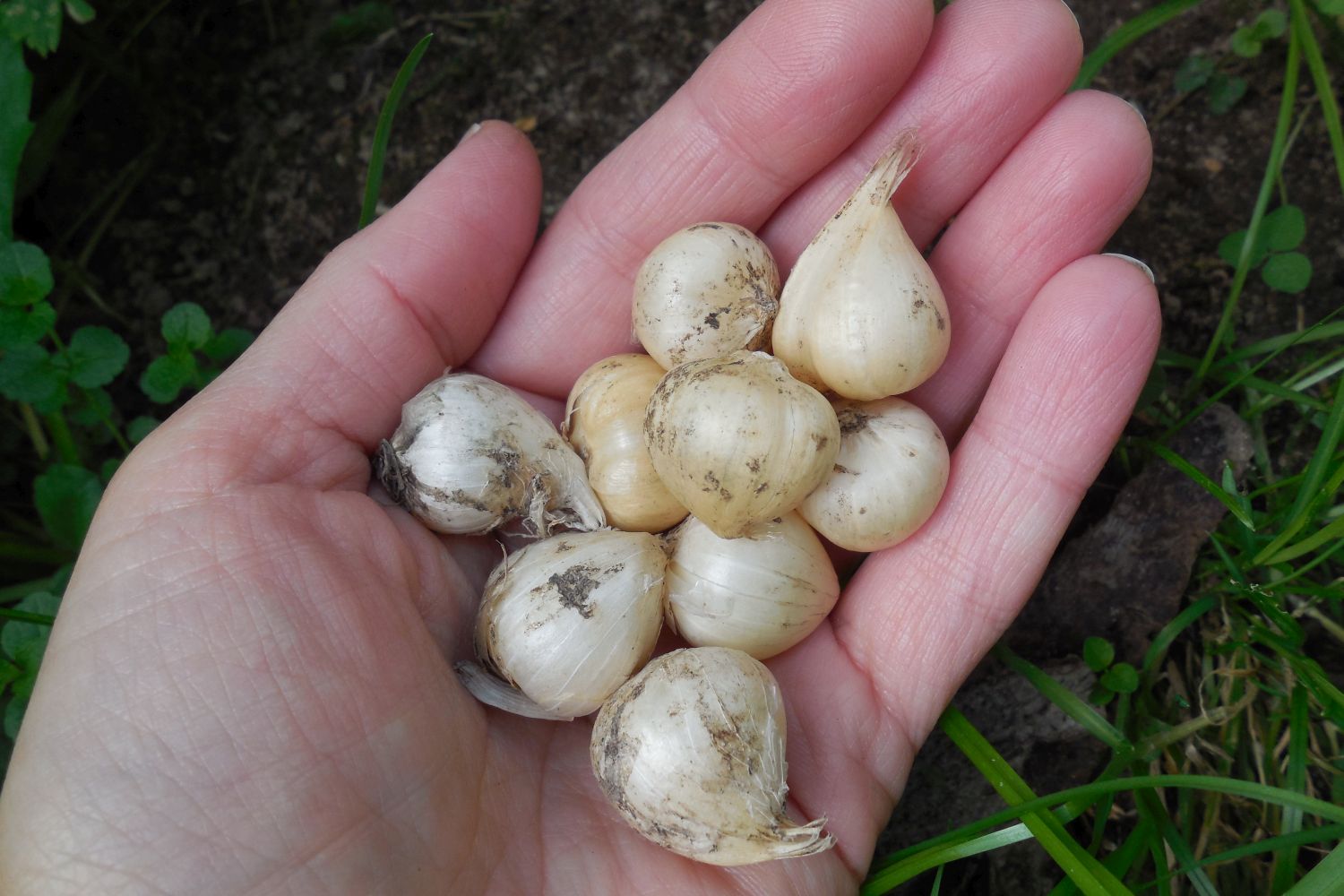 Allium care when to plant allium bulbs & more Plantura