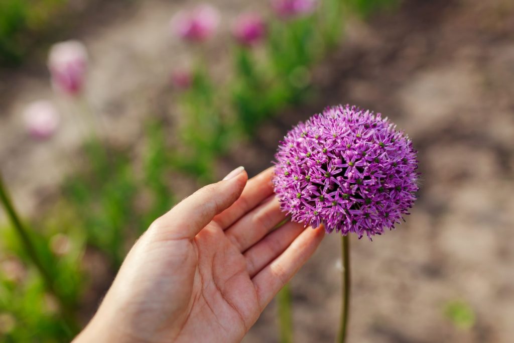 Purple ornamentail onion flowers