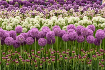 Types of allium: the most beautiful ornamental onions