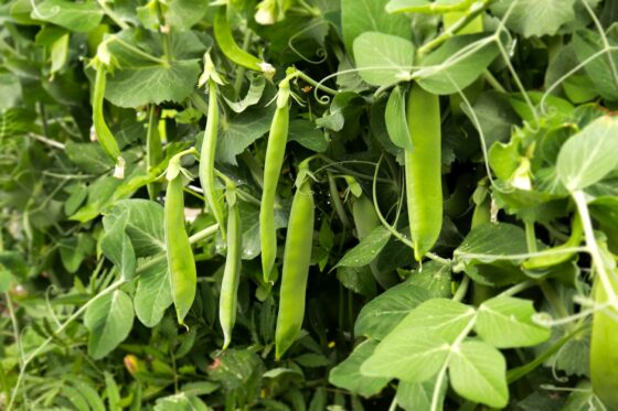 Planting peas: when, where & how?