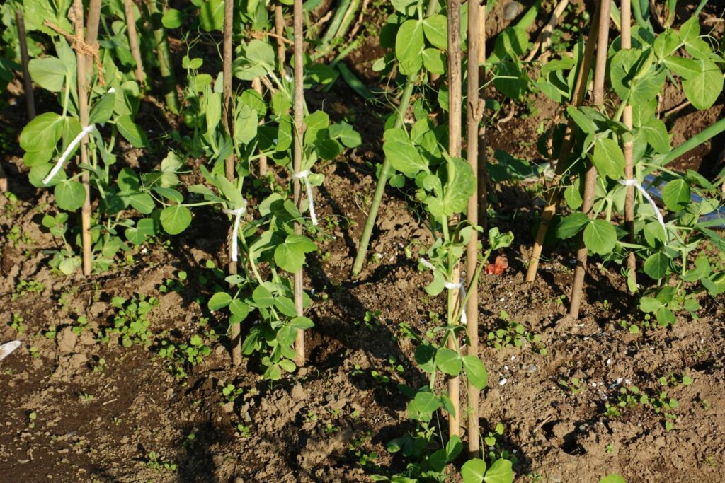 pea plants with bamboo stakes